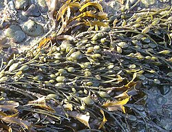 Ascophyllum nodosum with Fucus serratus.jpg