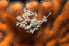 A juvenile basket star, Astrocladus euryale on a sinuous seafan, Eunicella tricoronata in 27m of water at Atantis Reef, on the west side of False Bay