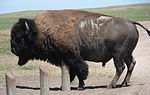 Vignette pour Bison d'Amérique