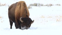 File:Bison bison grazing in snow (Yellowstone).ogv