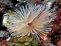 Bispira sp. (feather duster worm) with radioles extended
