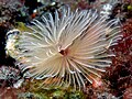 Bispira sp. (Feather duster worm) with radioles extended