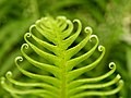 Blechnum gibbum