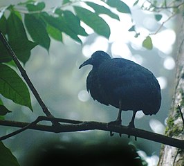 Kleine olijfgroene ibis