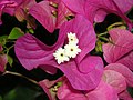 Bougainvillea glabra