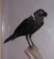 White-necked raven.