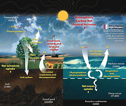 This diagram of the fast carbon cycle shows the movement of carbon between land, atmosphere, and oceans. Yellow numbers are natural fluxes, and red are human contributions in gigatons of carbon per year. White numbers indicate stored carbon. Carbon cycle.jpg