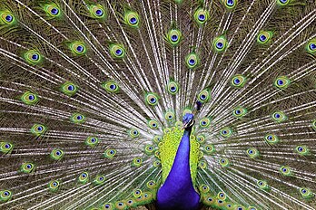 Pavão-azul (Pavo cristatus) em Ribeirão Preto, São Paulo, Brasil. Também conhecido como pavão-indiano, é uma espécie de pavão nativa do subcontinente indiano. Foi introduzida em muitos outros países e apresenta uma forma marcante de dimorfismo sexual. Os machos são mais conhecidos pelas penas extravagantes que, apesar de crescerem nas costas, são consideradas uma cauda. As fêmeas não têm cauda, ​​​​têm o rosto branco, a parte inferior do pescoço verde iridescente e a plumagem marrom opaca. Eles vivem principalmente no solo, em florestas abertas ou em terras cultivadas, onde se alimentam de frutas silvestres, grãos, mas também atacam cobras, lagartos e pequenos roedores. (definição 5 702 × 3 802)