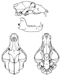 Brown bear skeleton