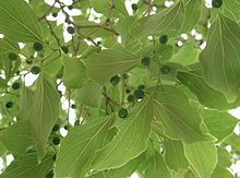 Celtis sinensis3.jpg