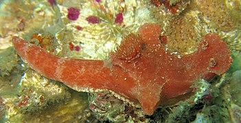 Ceratosoma gracillimum