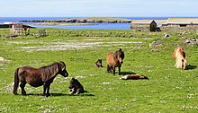 Des poneys de toutes les couleurs dorment ou broutent dans un pré vert.