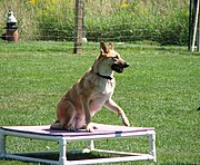 A Chinook on a pause table