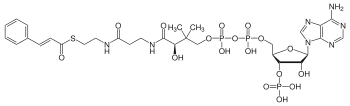 Structure du Cinnamoyl-CoA