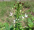 Gynophore (milieu, fleur gauche) d'une Cleome gynandra.