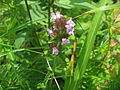 クルマバナ （シソ科） Clinopodium chinense subsp. grandiflorum