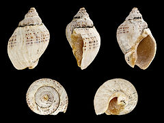 Views of a shell
