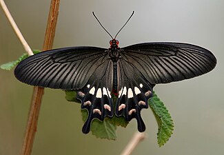 Dorsal view