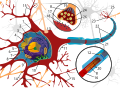 Pisipilt versioonist seisuga 17. märts 2010, kell 18:02