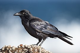 Corvus coronoides - Doughboy Head