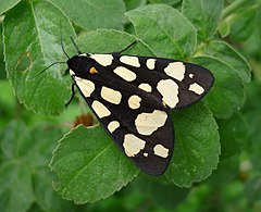 Description de l'image Cream-spot Tiger Moth Arctia villica Arctiinae (45355758822).jpg.