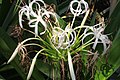 Crinum augustum