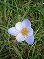 Crocus speciosus 'Artabir' close-up