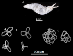 Cucumella triperforata, un Cucumellidae