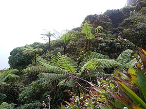 Cyathea arborea