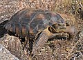 Gopherus morafkai, sudoeste dos Estados Unidos e noroeste do México.