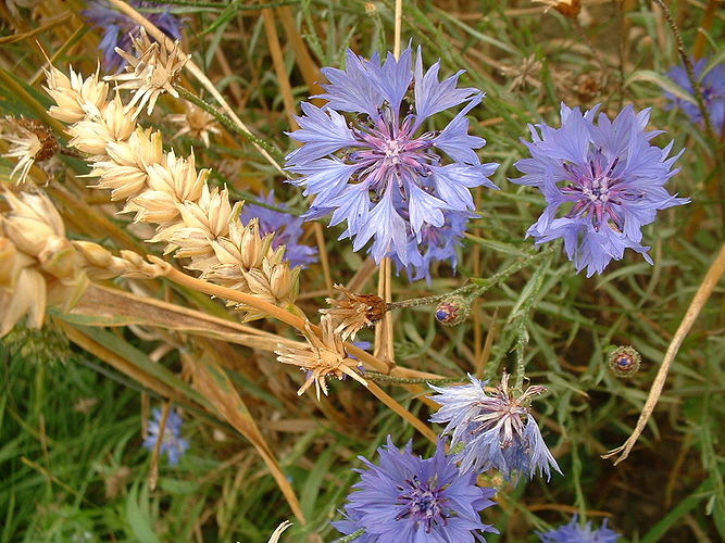 Василёк синий (Centaurea cyanus) в пшеничном поле