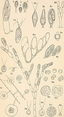 Physocytium confervicola