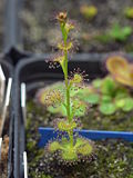 Miniatura para Drosera platypoda