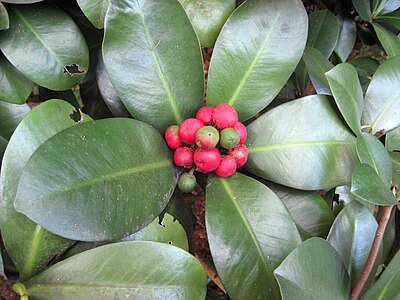 The distinctive red fleshy fruits take a year to ripen.