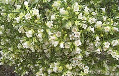 Description de l'image Eremophila_mitchellii.jpg.