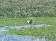 નાઈલ નદીની નજીકમાં દલદલ