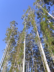 Eucalyptus grandis Kerewong State Forest 55 metres tall.jpg