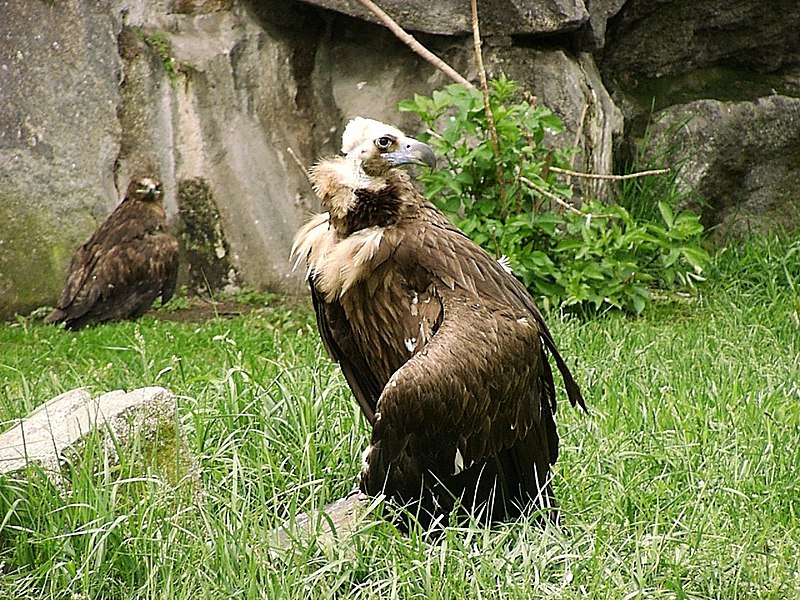 800px Eurasian black vulture in zoo tierpark friedrichsfelde berlin germany