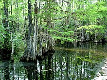 A swamp area in Everglades National Park, Florida, US Everglades Park swamp.JPG