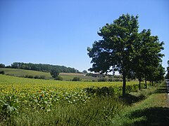 Sunflowers near Salvagnac