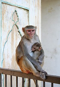 Ženka sa mladunčenom, Galtaji, Jaipur