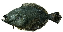 Paralichthys adspersus