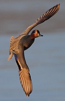 Flickr - Rainbirder - EurasianTeal in flight (cropped).jpg