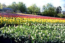 Floriade Canberra 2013.jpg