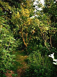 Robert Hart's forest garden in Shropshire, England, UK Forestgarden2.jpg