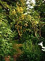 Il giardino della foresta di Robert Hart nello Shropshire, in Inghilterra
