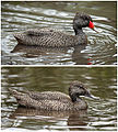 Image 9 Freckled Ducks Photo: Benjamint444 Male (top) and female Freckled Ducks (Stictonetta naevosa). Native to southern Australia, the ducks are protected by law. They are easily identified by their large heads with a peaked crown. More selected pictures