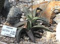 Gasteria vlokii forma rosetes de superfície mat, lleugerament rugoses, triangulars (generalment recurvades), amb fulles en forma de corretja.