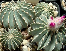 Geohintonia mexicana