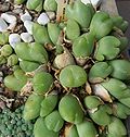 Miniatura para Gibbaeum nuciforme